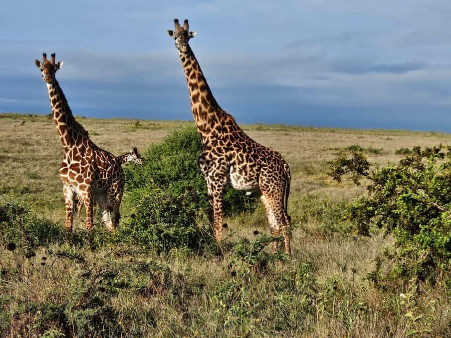 5Hrs Nairobi National Park MorningEvening Gamedrive 4x4 Van - Who Will Get the Most From This Safari?