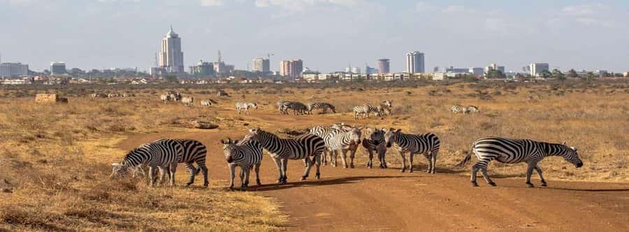 5Hrs Nairobi National Park MorningEvening Gamedrive 4x4 Van - Should You Book the Nairobi National Park Drive?