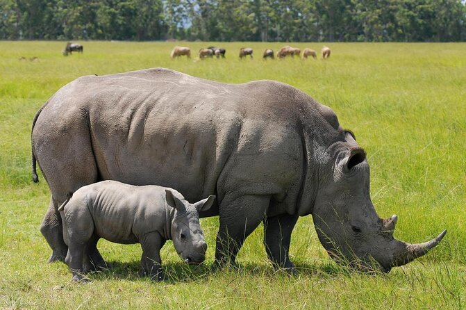 5Hrs Nairobi National Park MorningEvening gamedrive 4x4 vehicle - Key points before you book
