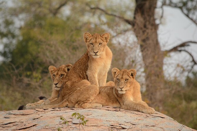 5Hrs Nairobi National Park MorningEvening gamedrive 4x4 vehicle - The 4x4 vehicle and comfort level
