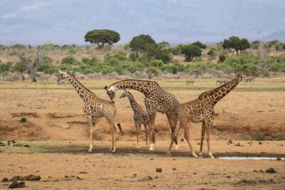 5Hrs Nairobi National Park MorningEvening gamedrive 4×4 vehicle