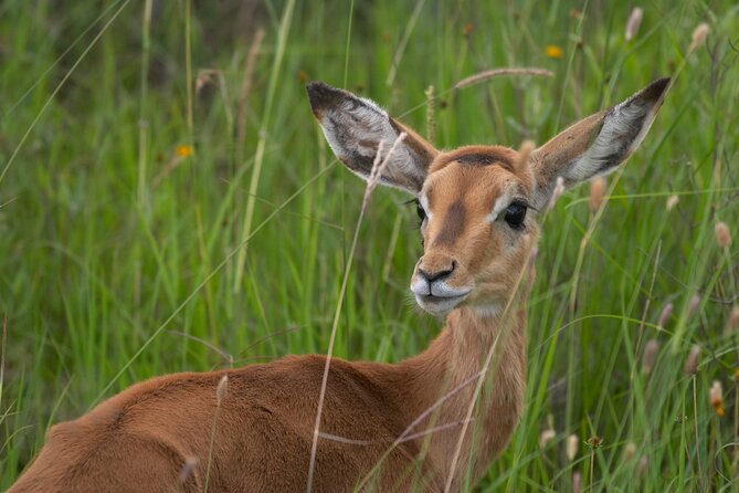5Hrs Nairobi National Park MorningEvening gamedrive 4x4 vehicle - Paying Nairobi National Park’s entry fee