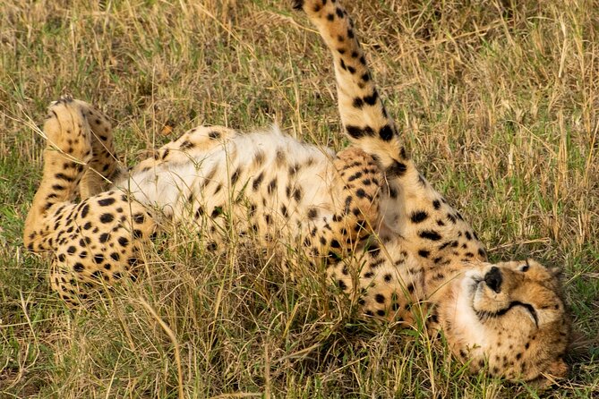 5Hrs Nairobi National Park MorningEvening gamedrive 4x4 vehicle - Ivory Burning Site: a short but meaningful stop