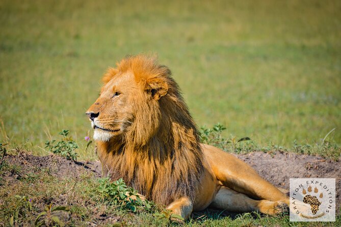 6-Day 5 Nights Masai Mara, Lake Nakuru & Amboseli Budget Safari - Day 3: Leaving the Mara for Lake Nakuru