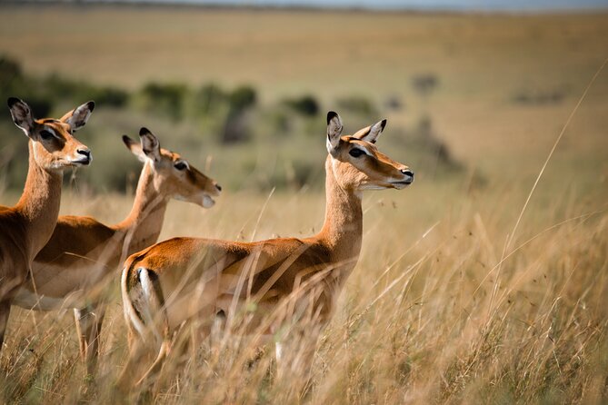 6-Day 5 Nights Masai Mara, Lake Nakuru & Amboseli Budget Safari - Day 6: One last drive, then back to Nairobi