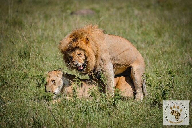 6-Day 5 Nights Masai Mara, Lake Nakuru & Amboseli Budget Safari - What the $585 price really covers