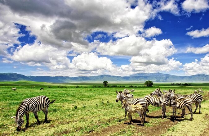 6-Day Kenya and Tanzania safari - Key points before you book