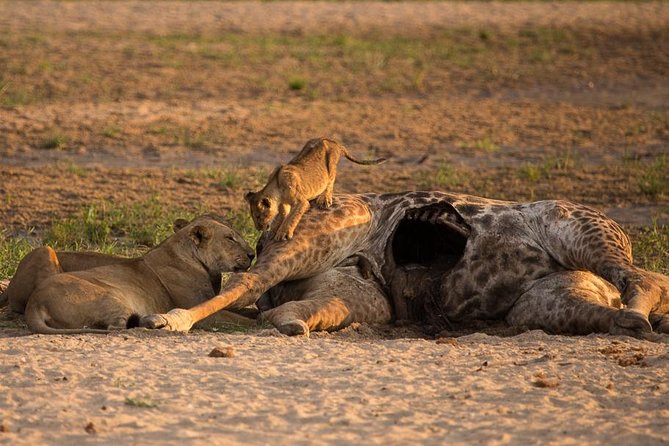 6-Day Kenya and Tanzania safari - Day one: Nairobi to Masai Mara in six hours
