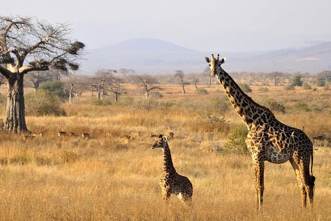 6-Day Kenya and Tanzania safari - Day four: the Serengeti gets its full day