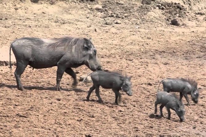 6-Day Kenya and Tanzania safari - Day six: Ngorongoro to Arusha or the airport