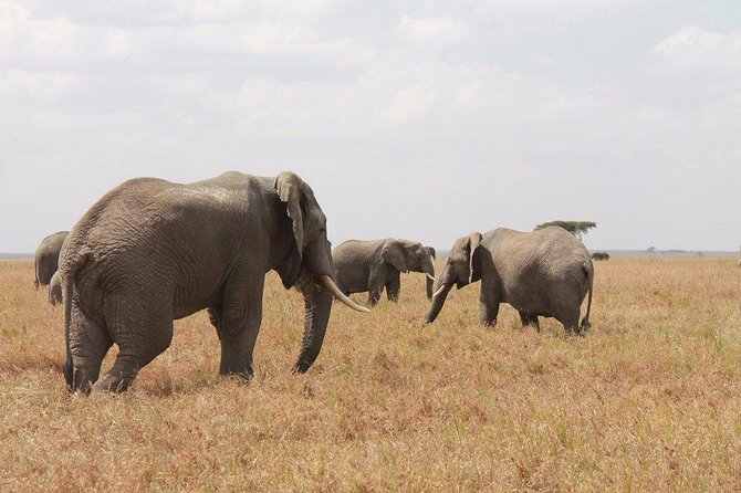 6-Day Kenya and Tanzania safari - Day two: a full Masai Mara wildlife day