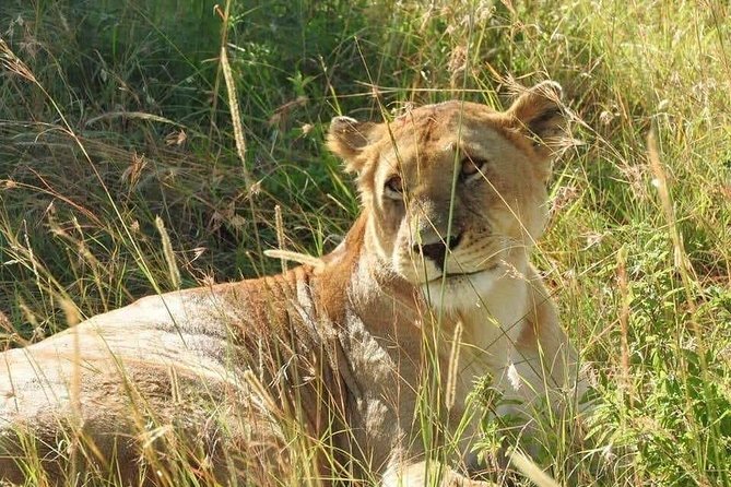 6 Day Maasai Mara, Lake Nakuru, Amboseli National Park - What this six-day safari is really like