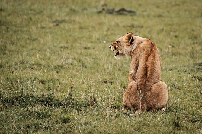 6-Day Maasai Mara, Lake Nakuru and Amboseli Safari - Three parks, three very different safari moods