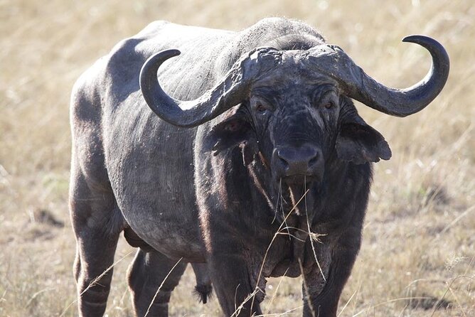 6-Day Maasai Mara, Lake Nakuru and Amboseli Safari - Day 3: Leaving the Mara for Lake Nakuru