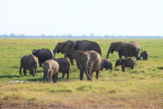 6-Day Maasai Mara, Lake Nakuru and Amboseli Safari - Day 4: Flamingos in the morning, Amboseli by afternoon