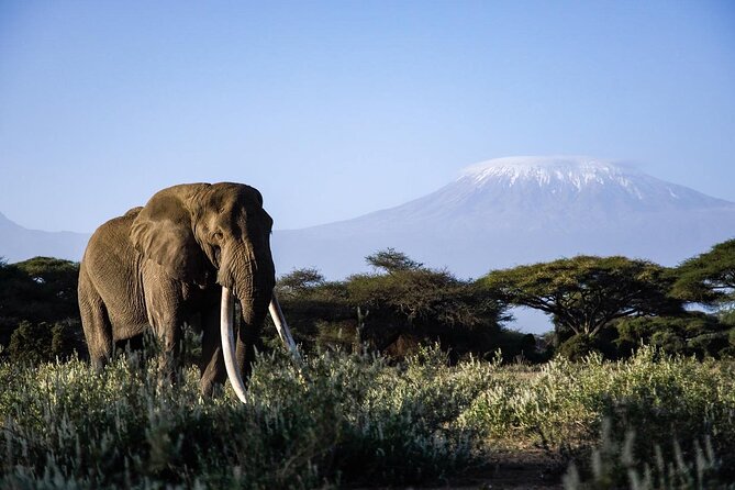 6-Day Maasai Mara, Lake Nakuru and Amboseli Safari - What the open-roof 4x4 adds