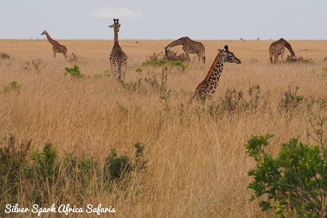 6-Day Maasai Mara Reserve, Lake Naivasha, Amboseli National Park - Day 5: Morning and afternoon game drives in Amboseli