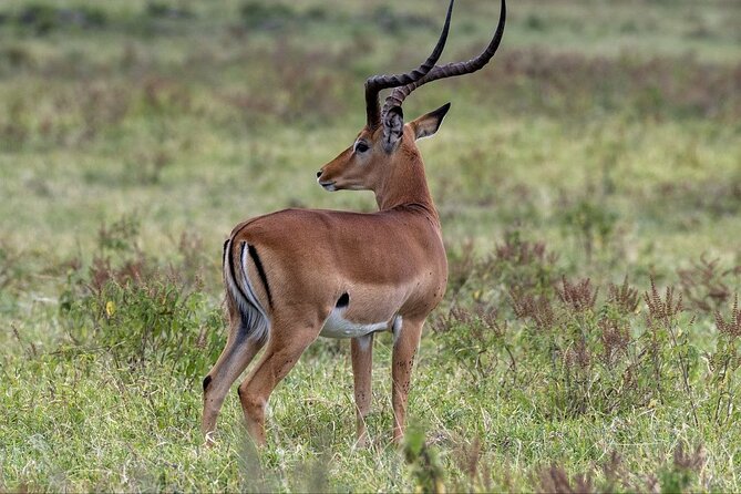 6-Day Maasai Mara Reserve, Lake Naivasha, Amboseli National Park - Day 6: Early return to Nairobi and airport drop-off
