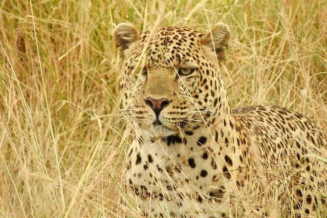 6-Day Maasai Mara Reserve, Lake Naivasha, Amboseli National Park - Private guiding and the value of the vehicle