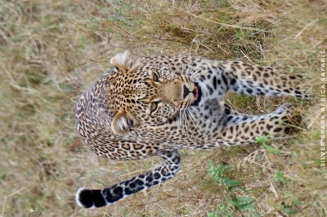 6-Day Maasai Mara Reserve, Lake Naivasha, Amboseli National Park - Day 2: A full day in the Maasai Mara