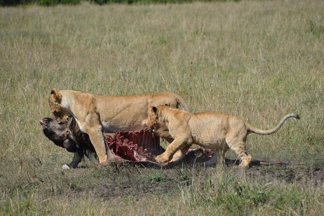 6-Day Private Landcruiser Safari to Masai Mara, Nakuru & Amboseli - Day 4: A short Nakuru drive, then a long move to Amboseli
