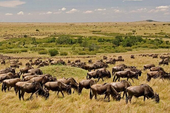6-Day Private Landcruiser Safari to Masai Mara, Nakuru & Amboseli - Day 6: One last game drive and the return to Nairobi