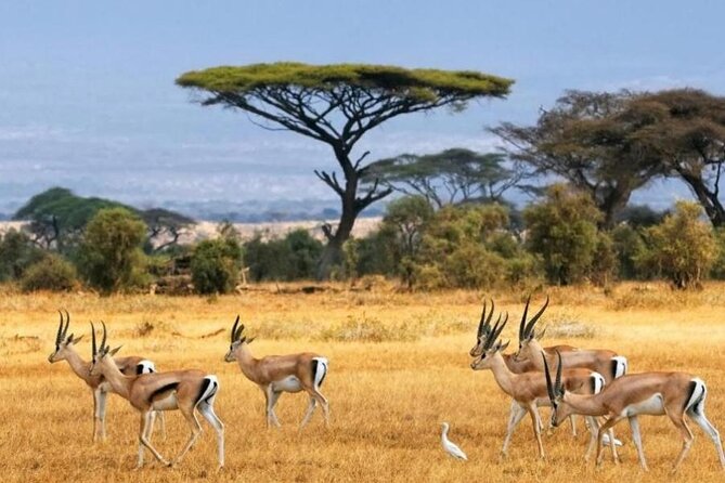 6-Day Private Landcruiser Safari to Masai Mara, Nakuru & Amboseli - Day 2: A full day among Masai Mara wildlife