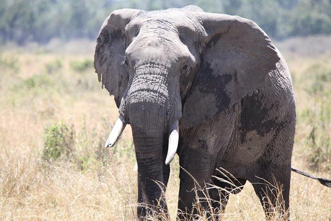 6-Day Samburu, Lake Nakuru, and Masai Mara Safari - Day 5: A full day in Masai Mara