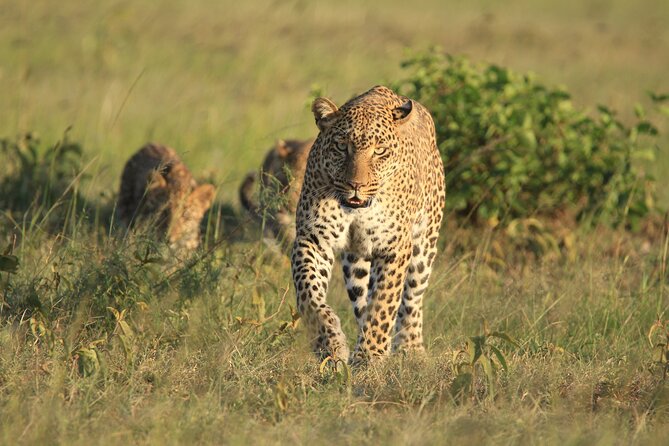 6-Day Samburu, Lake Nakuru, and Masai Mara Safari - Day 6: Leaving Masai Mara for Nairobi