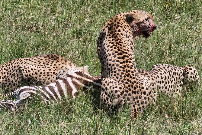 6 Days Amboseli, Lake Naivasha and Masai Mara Adventure - Key points to know before booking