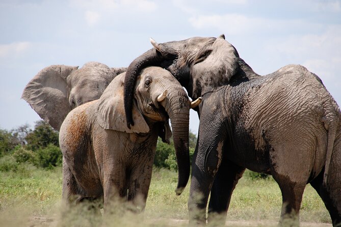 6 Days Amboseli, Lake Naivasha and Masai Mara Adventure - Why this six-day route works