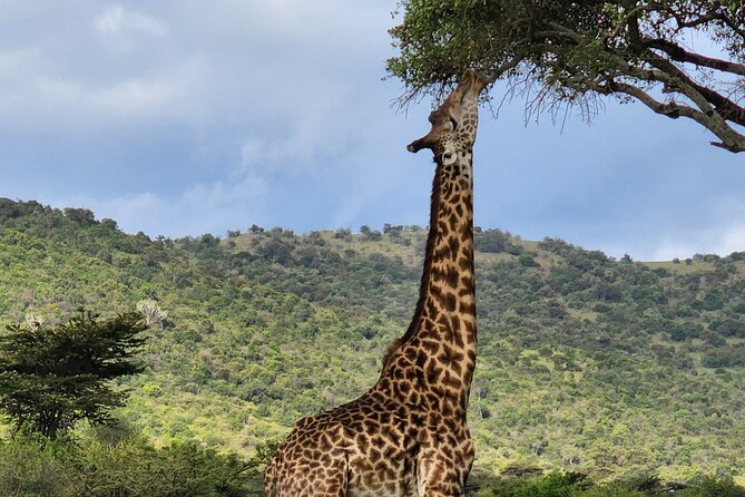 6 Days Amboseli, Lake Naivasha and Masai Mara Adventure - Day 2: Kilimanjaro, elephants, and Maasai culture