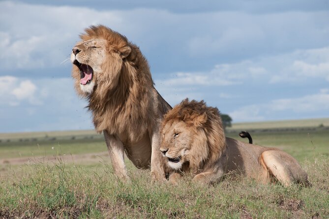 6 Days Amboseli, Lake Naivasha and Masai Mara Adventure - Day 6: One last Mara drive and the road to Nairobi