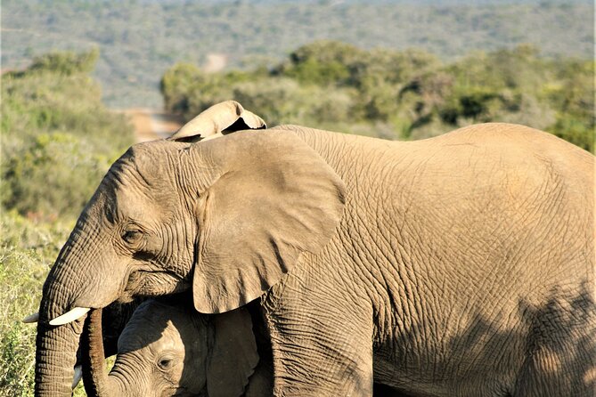6 Days Amboseli, Lake Naivasha and Masai Mara Adventure - What the $2,294 price means