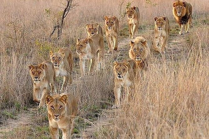 6 Days best of kenya safaris Maasai Mara-Lake Nakuru Amboseli National Park - Day 1: Nairobi to Maasai Mara for the first game drive