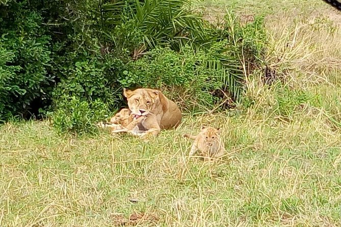 6 Days best of kenya safaris Maasai Mara-Lake Nakuru Amboseli National Park - Day 3: Early Mara viewing and the road to Lake Nakuru