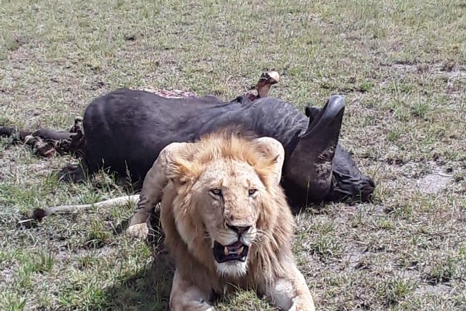 6 Days best of kenya safaris Maasai Mara-Lake Nakuru Amboseli National Park - Day 6: One last Amboseli drive and return to Nairobi