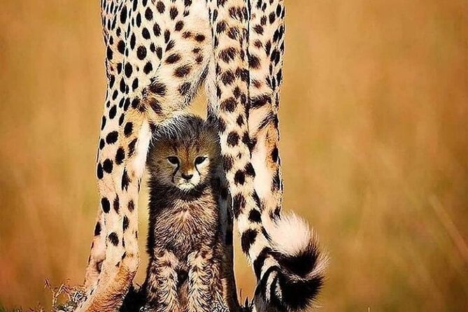 6 Days best of kenya safaris Maasai Mara-Lake Nakuru Amboseli National Park - Group size, guides, and the safari vehicle
