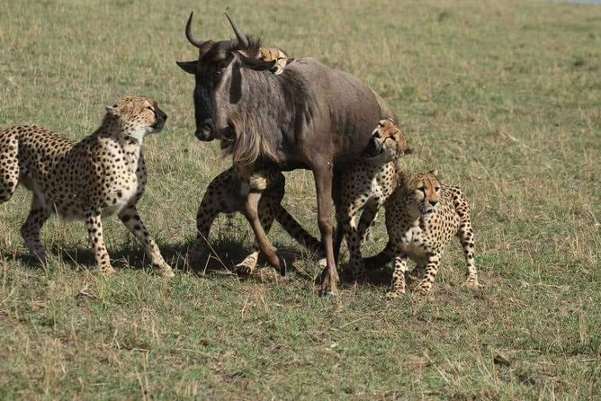 6 Days best of kenya safaris Maasai Mara-Lake Nakuru Amboseli National Park - Day 2: A full day among Maasai Mara wildlife