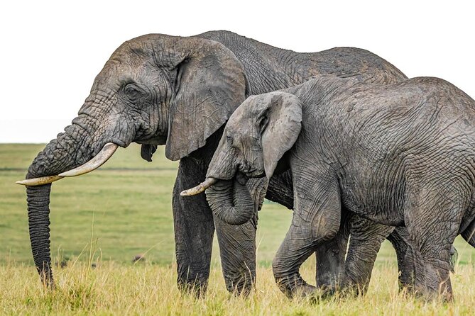 6 Days Group Multi Day Tour Masai Mara Lake Nakuru and Amboseli - Key points to know before you book
