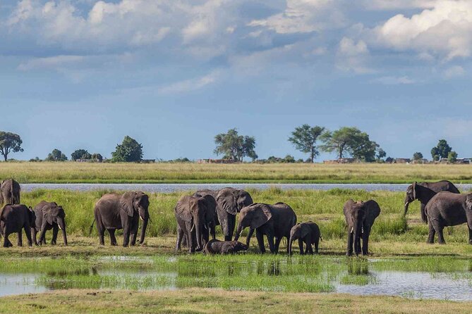 6 Days Group Multi Day Tour Masai Mara Lake Nakuru and Amboseli - Day 2: A full wildlife day in Masai Mara