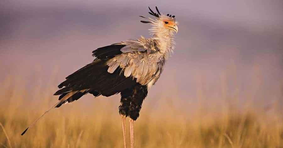 6 Days, Group Safari to Masai Mara, Lake Nakuru and Amboseli - Five things to know before you book