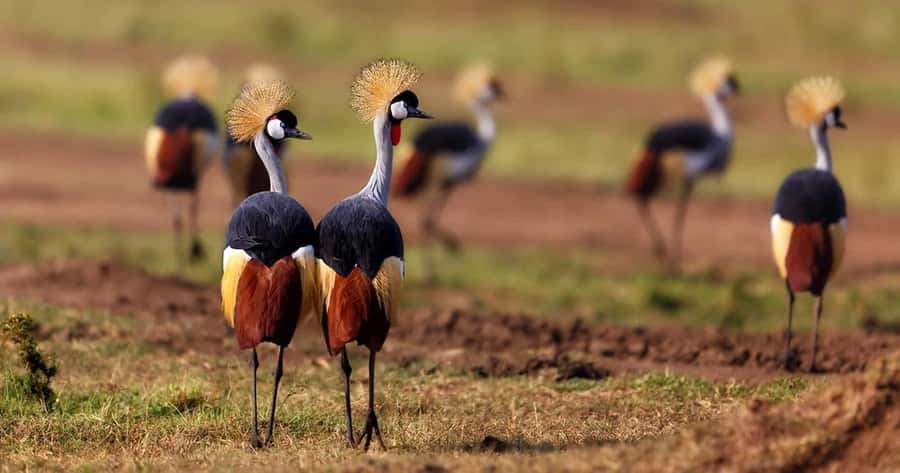 6 Days, Group Safari to Masai Mara, Lake Nakuru and Amboseli - What this six-day Kenya safari does well