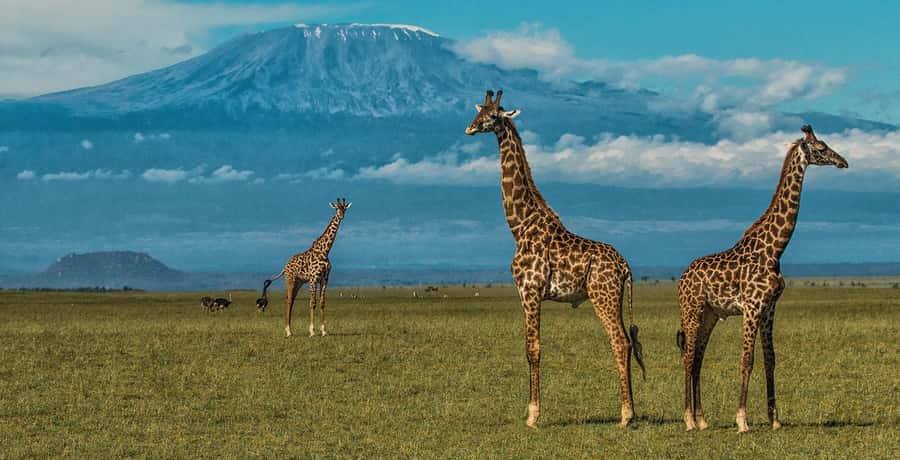 6 Days, Group Safari to Masai Mara, Lake Nakuru and Amboseli - Day 2: A full Maasai Mara game drive