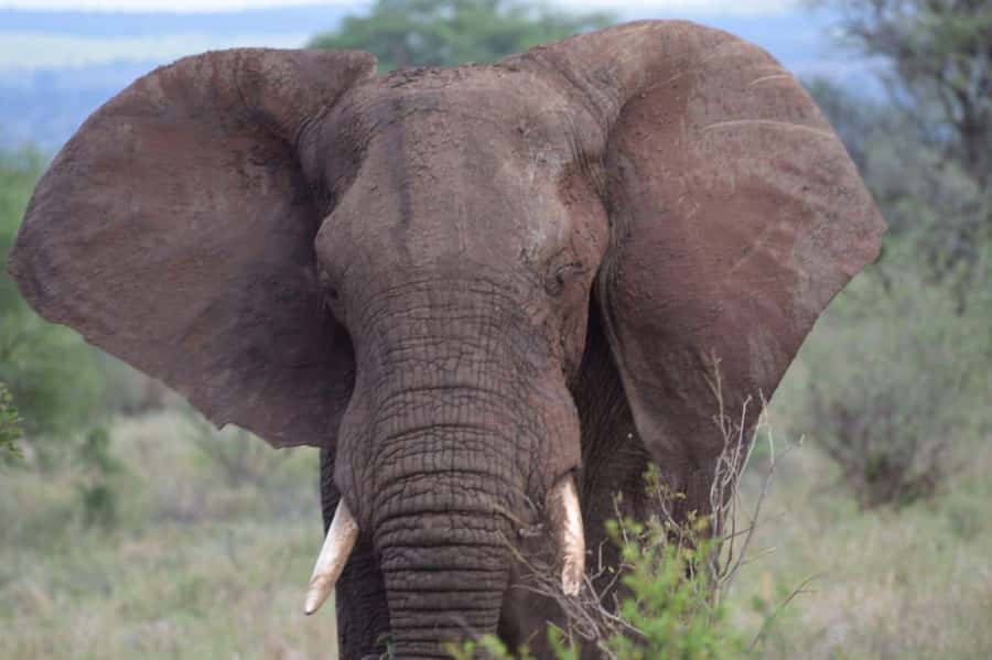 6 Days, Group Safari to Masai Mara, Lake Nakuru and Amboseli - Day 4: Lake Nakuru rhinos, then the long road to Amboseli