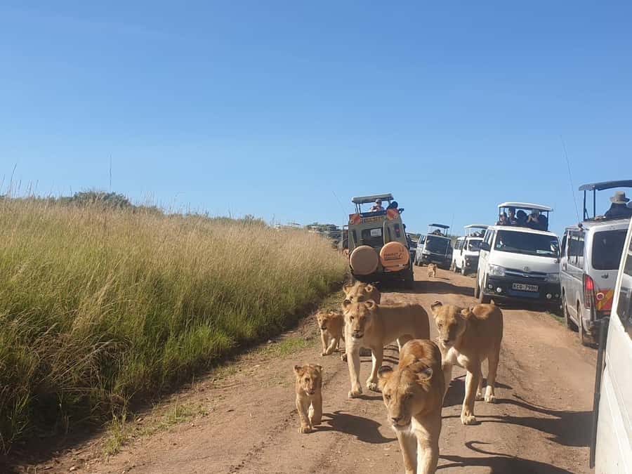 6 Days, Group Safari to Masai Mara, Lake Nakuru and Amboseli - Day 5: Elephants and Mount Kilimanjaro in Amboseli