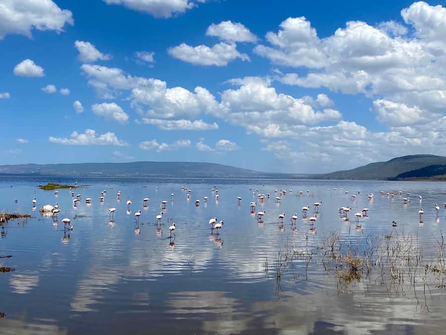 6 Days, Group Safari to Masai Mara, Lake Nakuru and Amboseli - Day 6: A final Amboseli drive and return to Nairobi