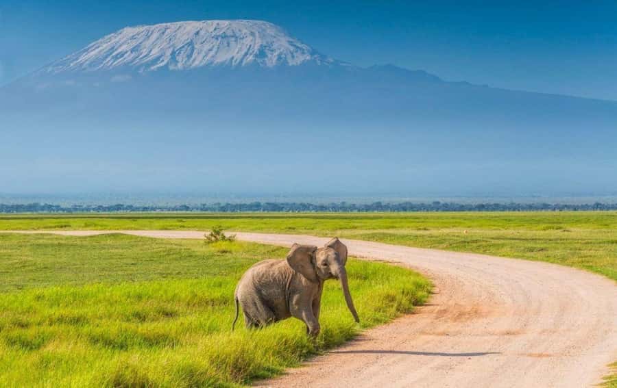 6 Days, Group Safari to Masai Mara, Lake Nakuru and Amboseli - Guides, timing, and practical comfort