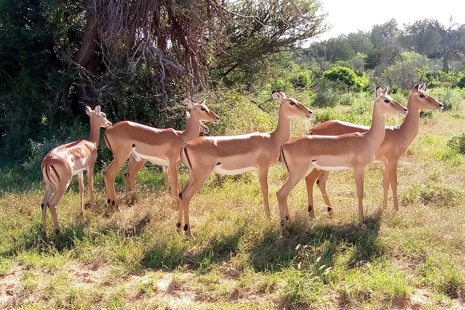 6 days guided safari: nairobi / lake nakuru / lake naivasha / masai mara n r - Day 3: A quieter change of pace at Lake Naivasha