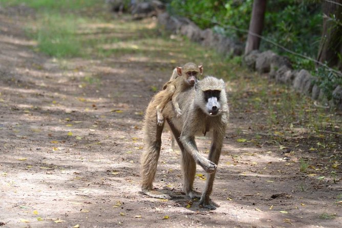 6 Days in Masai Mara- Lake Nakuru- Amboseli - Day 6: Early viewing and onward travel
